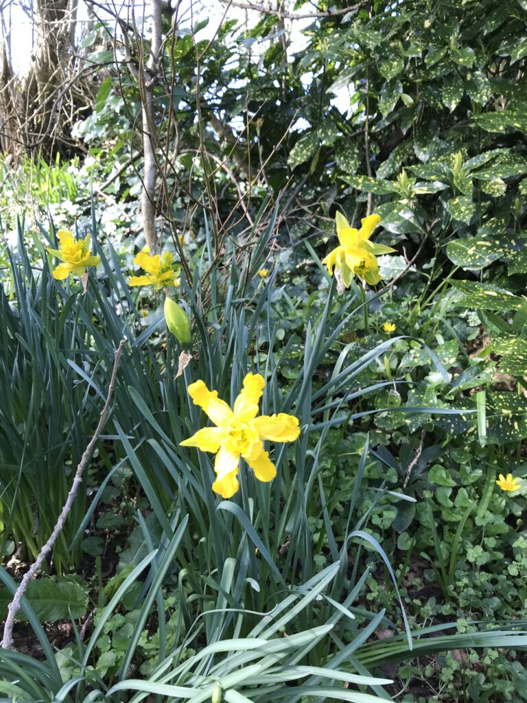 derwydd daffodils