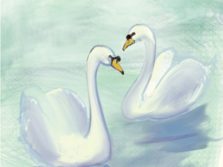 Swan Lake - Mute Swans - A Painting and greeting Card by Julian Williams