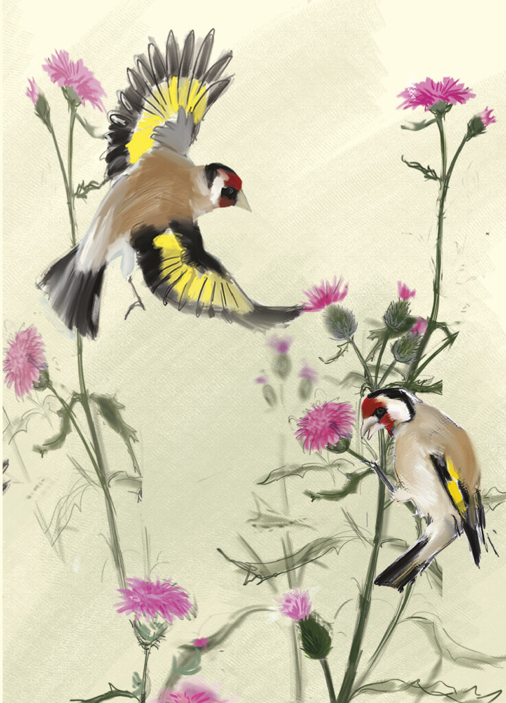 Goldfinch