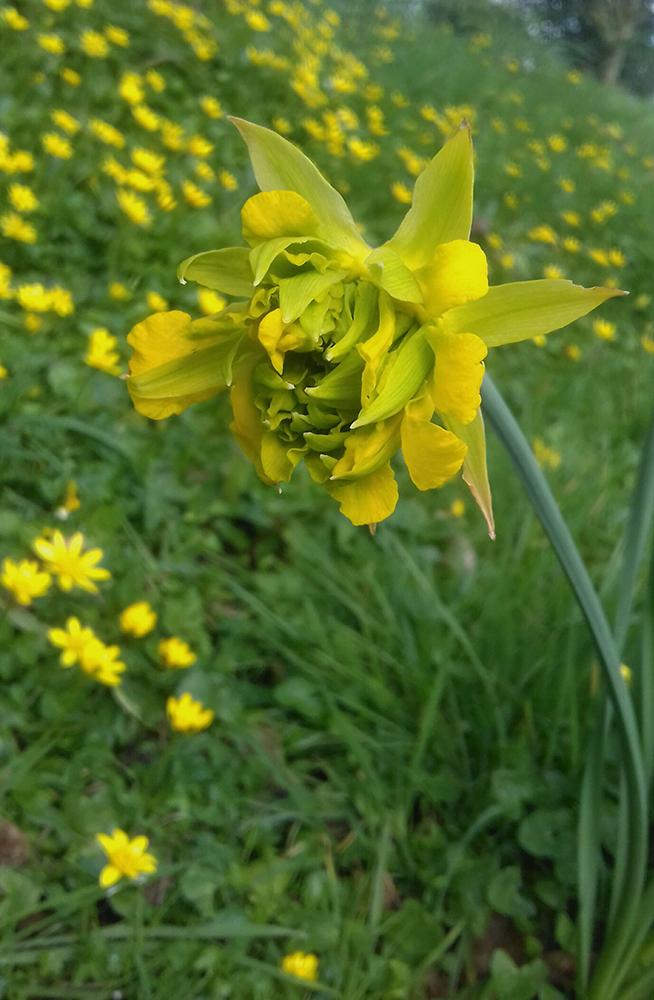 derwydd daffodil