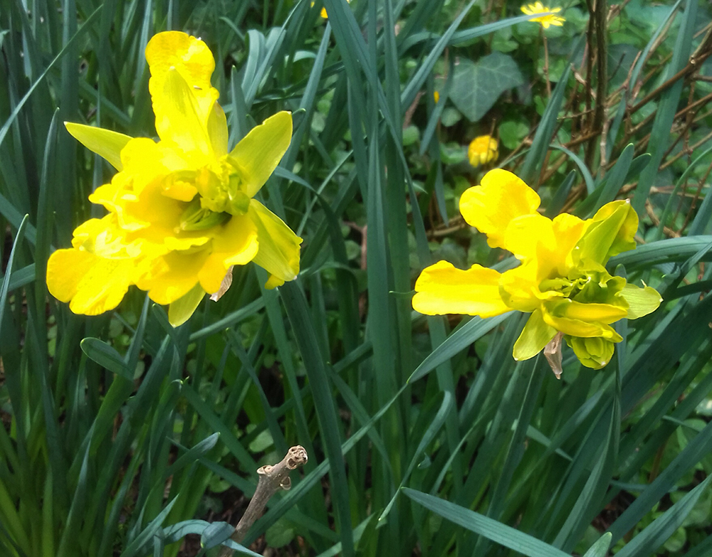 derwydd daffodil