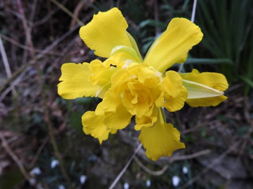 derwydd daffodil