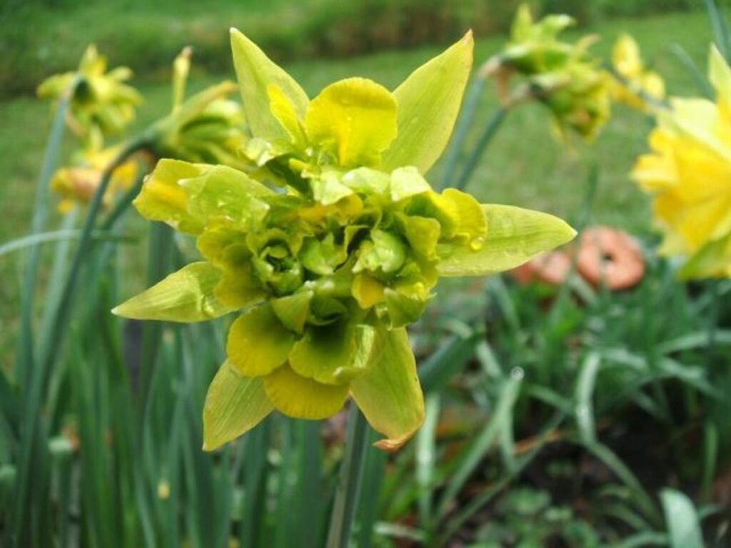 derwydd daffodil
