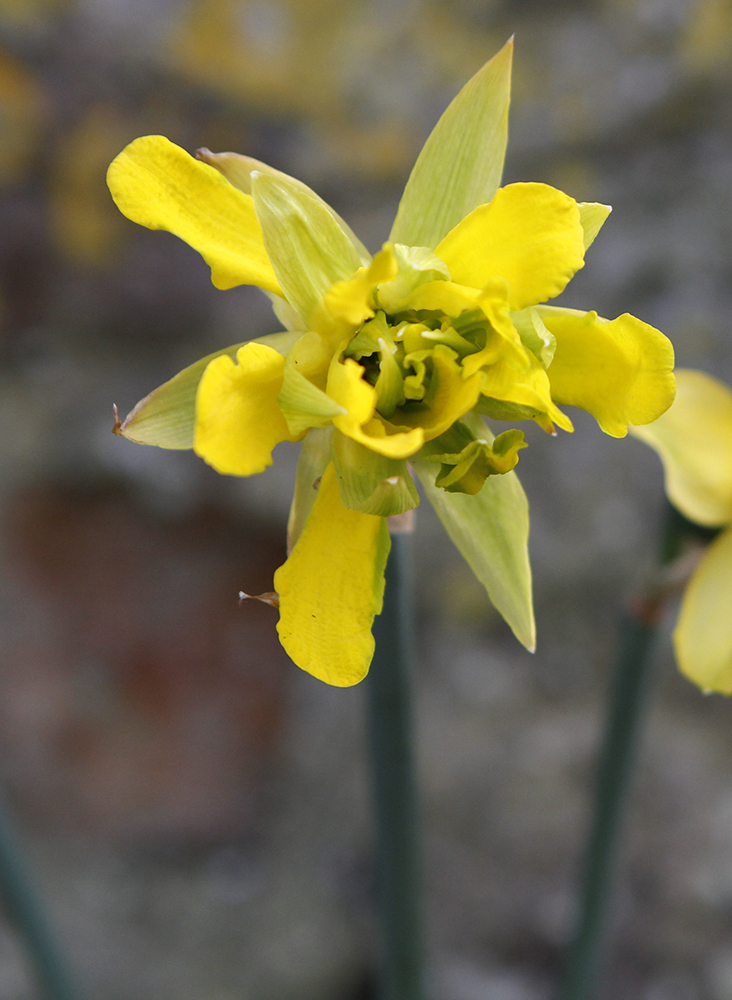 Derwydd daffodil